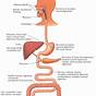 Flow Chart Of The Digestive System