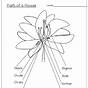 Label Parts Of Flower Worksheet