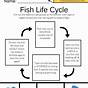 Fish Life Cycle Worksheets