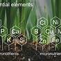 How Do Plants Acquire Nutrients