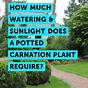 How Much Sunlight Does A Garden Need