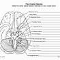 Cranial Nerves Worksheet Answers