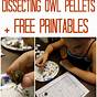 Owl Pellet Dissection Worksheet Answers