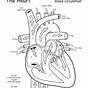 Heart Diagram Worksheet Answers