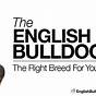 Bulldog Vault Instruction Manual