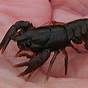 White Clawed Crayfish Size