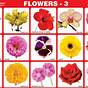 Parts Of Flower Chart