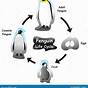 A Penguins Life Cycle