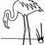 Flamingo Coloring Pages Printable Kids