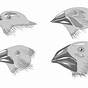 Galapagos Finch Evolution Hhmi Worksheet Answers
