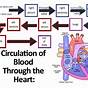 Circulatory System Blood Flow Chart