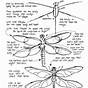 Drawing Forms Worksheet