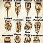Hair Color Chart For Braids