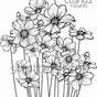 Cosmos Flower Line Drawing