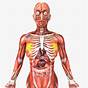 Organs In The Human Body Female