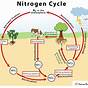 Water Carbon And Nitrogen Cycle Worksheets