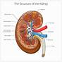 Schematic Drawing Of A Kidney