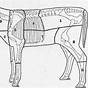 Parts Of Veal Cuts