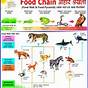 Chart On Food Chain