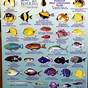 Hanauma Bay Fish Chart