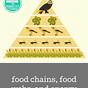 Food Chain Food Web And Energy Pyramid Worksheet
