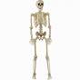 Life Size Printable Skeleton