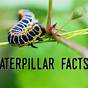 Caterpillar Facts Sheet Printable