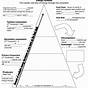 Food Webs And Energy Pyramids Worksheets Answers