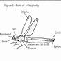 Dragonfly Anatomy Diagram