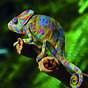Chameleons Change Color Based On Mood