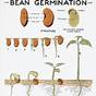 Seed Germination Time Chart