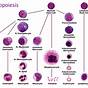 Hematopoietic Stem Cells Ppt