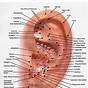 Acupuncture Ear Seeds Chart