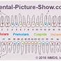 Tooth Root Length Chart