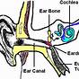 Ear Diagrams For Kids