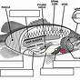 Fish Anatomy Worksheet