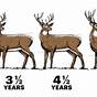 Deer Antler Growth Chart By Month