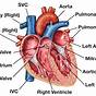 Heart Labeling Diagram