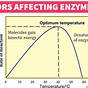 Factors That Affect Enzymes Worksheets Answers