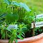 Herbs That Grow Good Together