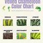 Veiled Chameleon Mood Color Chart
