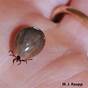 Photos Of Engorged Ticks