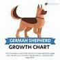 German Shephard Growth Chart