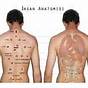 Cupping Chart For Back