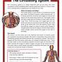 Circulatory System Vocabulary Worksheet