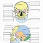 Printable Blank Skull Diagram