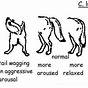 Wolf Body Language Chart