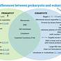 Complete The Following Chart Concerning Bacteria Archaea And