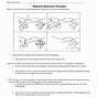 Evolution By Natural Selection Worksheets Answers