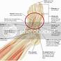Foot Pain Bottom Of Foot Diagram
